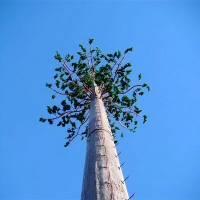 40M Bionic Tree Tower dengan batang buatan cabang dan daun yang terbuat dari plastik kekuatan tinggi dan bahan serat kaca