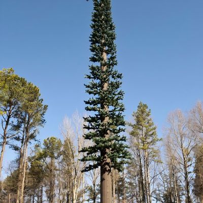 Komunikasi Monopole Pohon Pine Palsu Menara Sel ASTM A36 A572 Gr50 Menara Sel Disamarkan sebagai Pohon