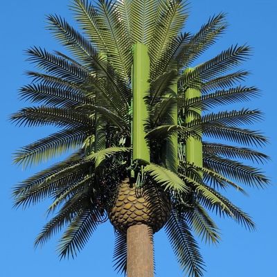 Kustomisasi 20m-50m Komunikasi Monopole Pohon buatan Menara Sel Telekomunikasi Palm Bionic Disguise Tree Pole Tower