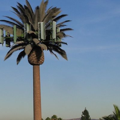 Microwave Mobile Telecom Monopole Palma Pohon Palma palsu Menara Sel Menara Komunikasi Tanggal Kamuflase