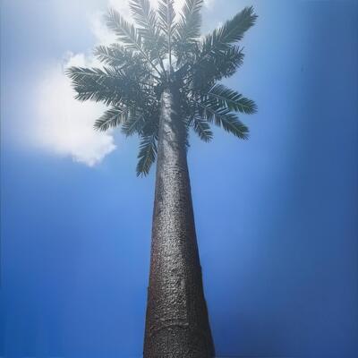 Bionic Tree Tower artificial featuring design codes ANSI TIA 222 G H F and EN 1991 1 4 for structural safety