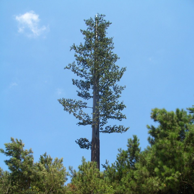 Menara Pohon Pinus Bionic Kamuflase Ramah Lingkungan untuk Jaringan Nirkabel 5G Integrasi Estetika Pabrik Tiang Komunikasi Pohon Palem Bionic